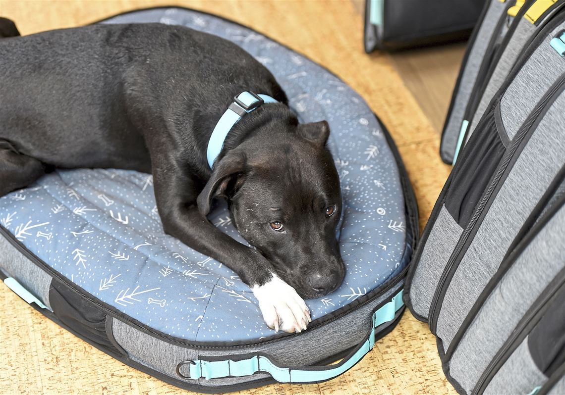 Spruce travel dog bed sale