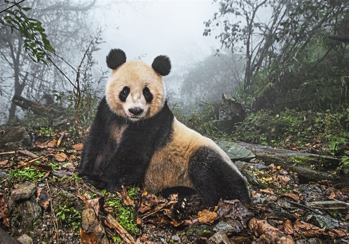 National Geographic's 50 greatest wildlife photos at Carnegie Museum of