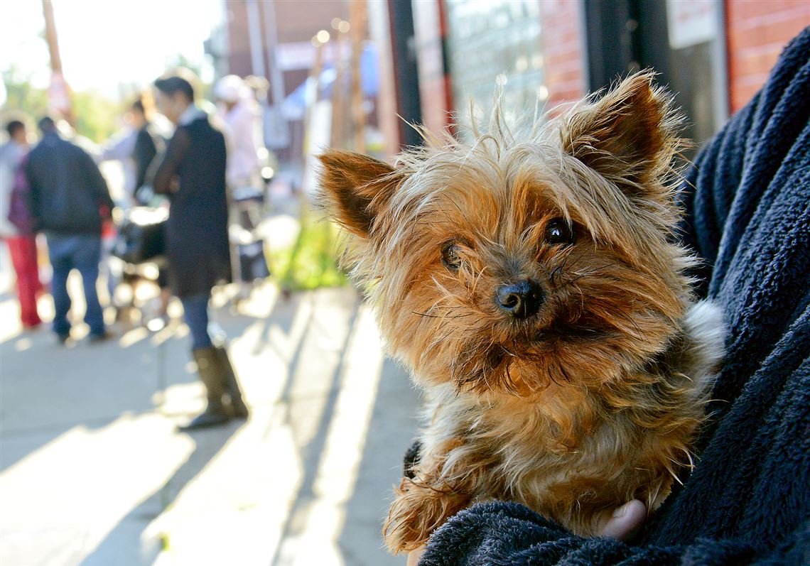 Pet Tales Program that helps pet owners is about to end