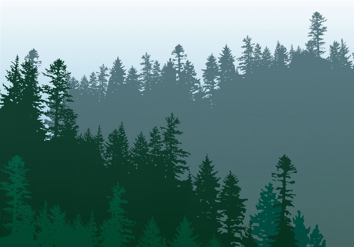 Coniferous forest