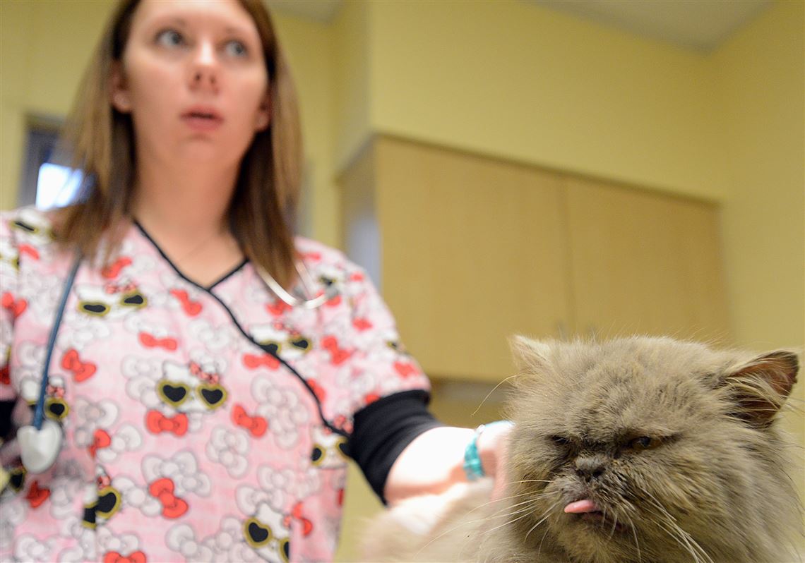 Points: No miracle cures Feline Leukemia Virus | Pittsburgh Post-Gazette
