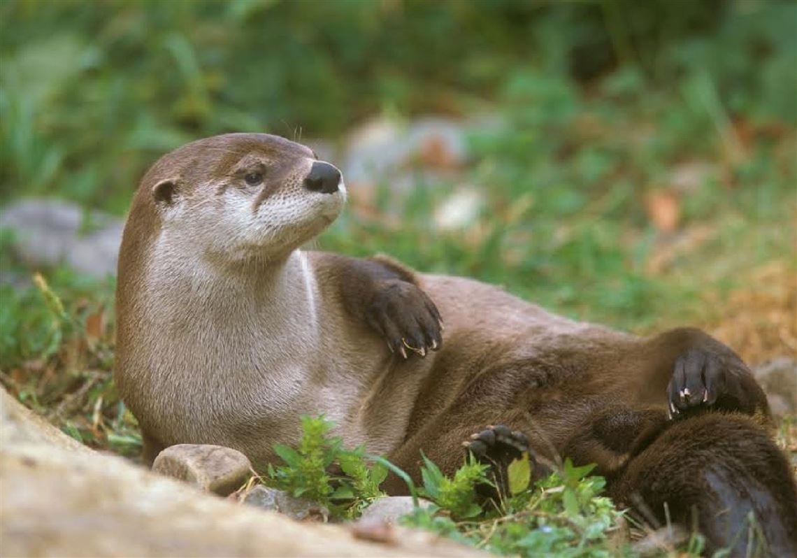 elusive-river-otter-has-returned-to-western-pennsylvania-pittsburgh