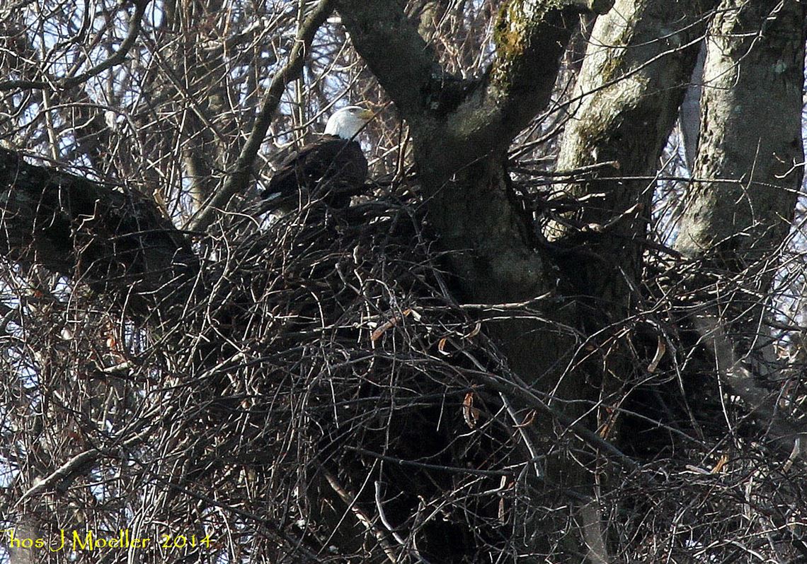 Hays bald eagles' third egg begins hatching process Pittsburgh Post