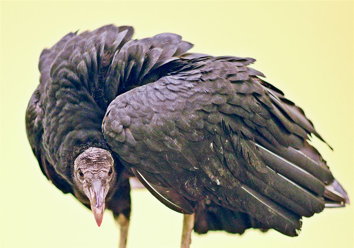 Let's Talk About Birds: Vultures | Pittsburgh Post-Gazette