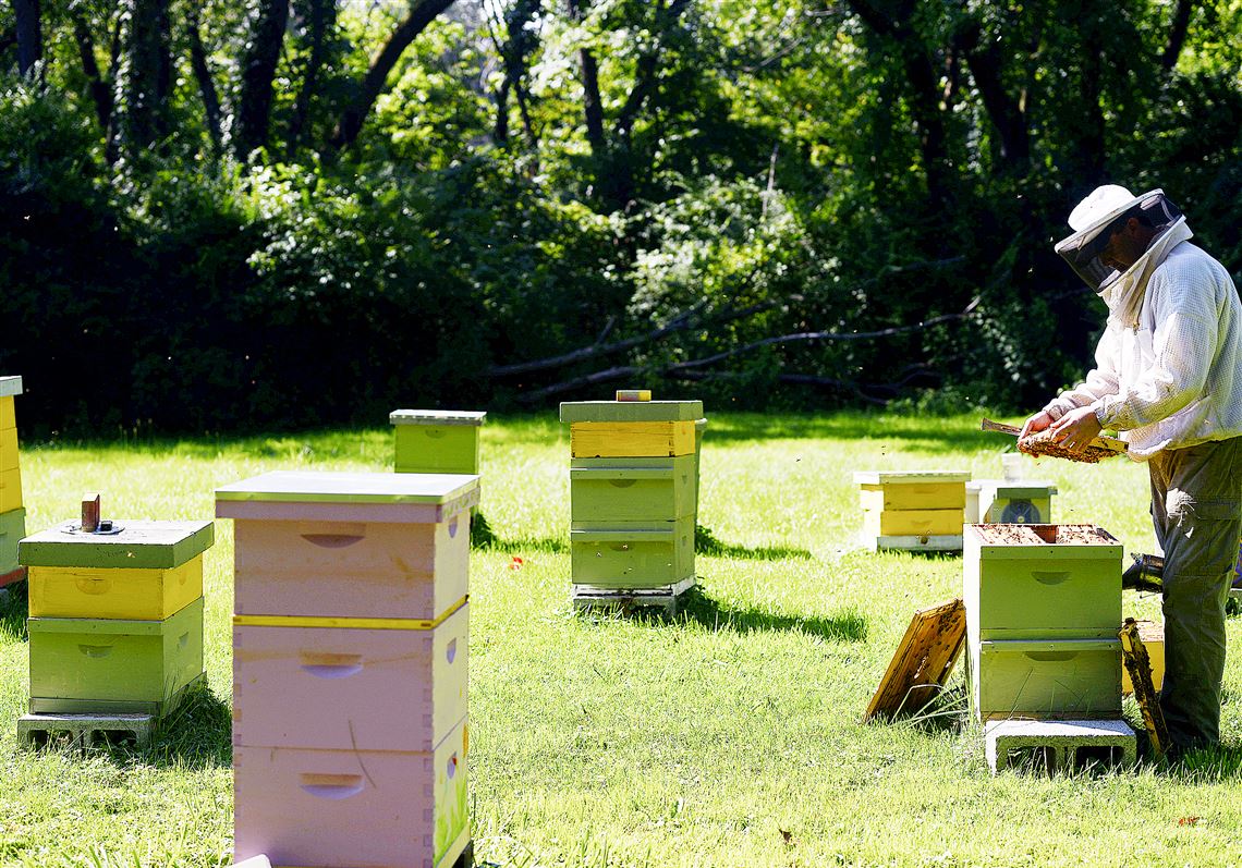 Dine: Restaurants sweeten up with their own beehives | Pittsburgh Post ...