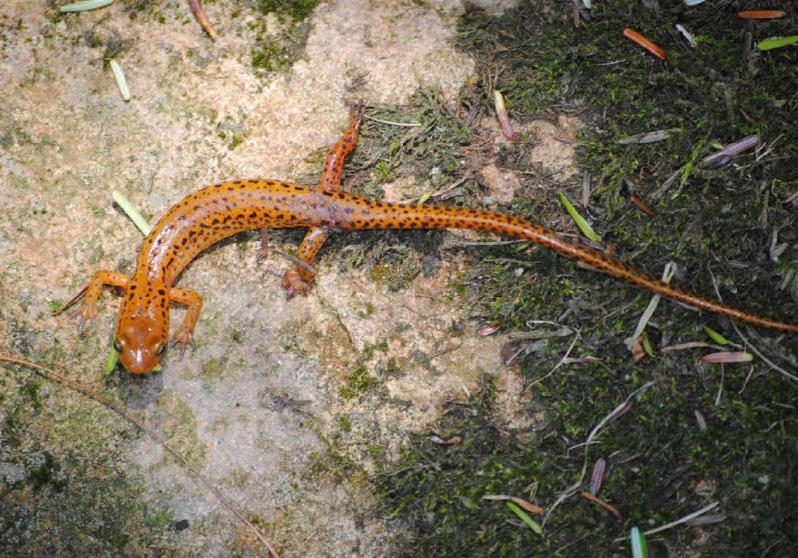 Nearly two dozen species of salamanders inhabit Western Pennsylvania