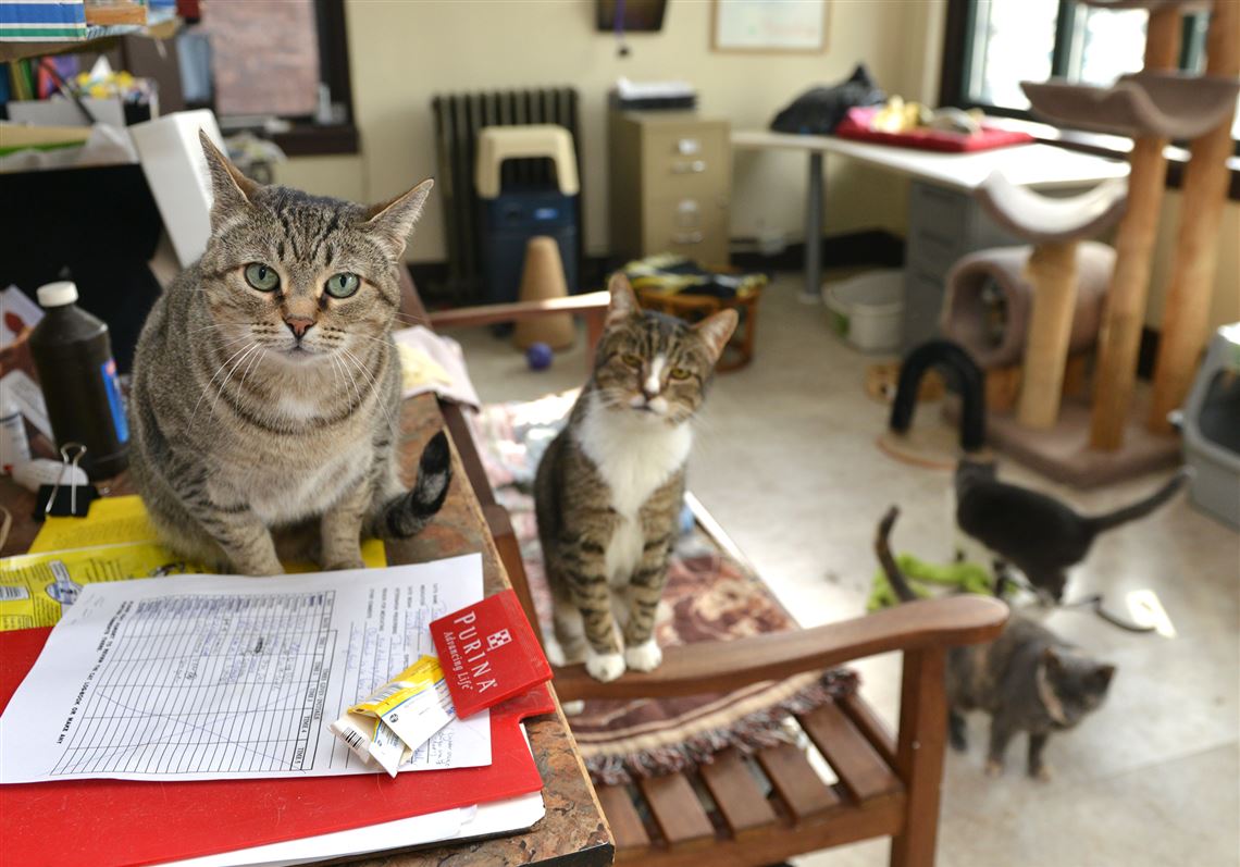 Pet Tales Animal Advocates saves cats and dogs Pittsburgh PostGazette