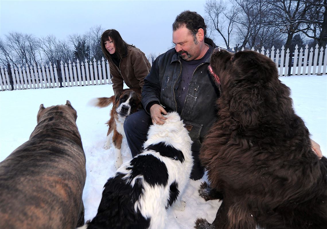 Giant best sale dog rescue