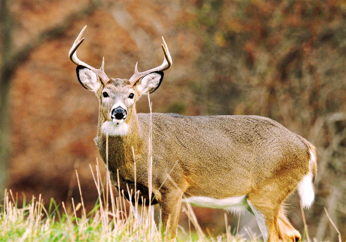 Court allows archery deer hunt in Scott's Twin Hills Park | Pittsburgh ...