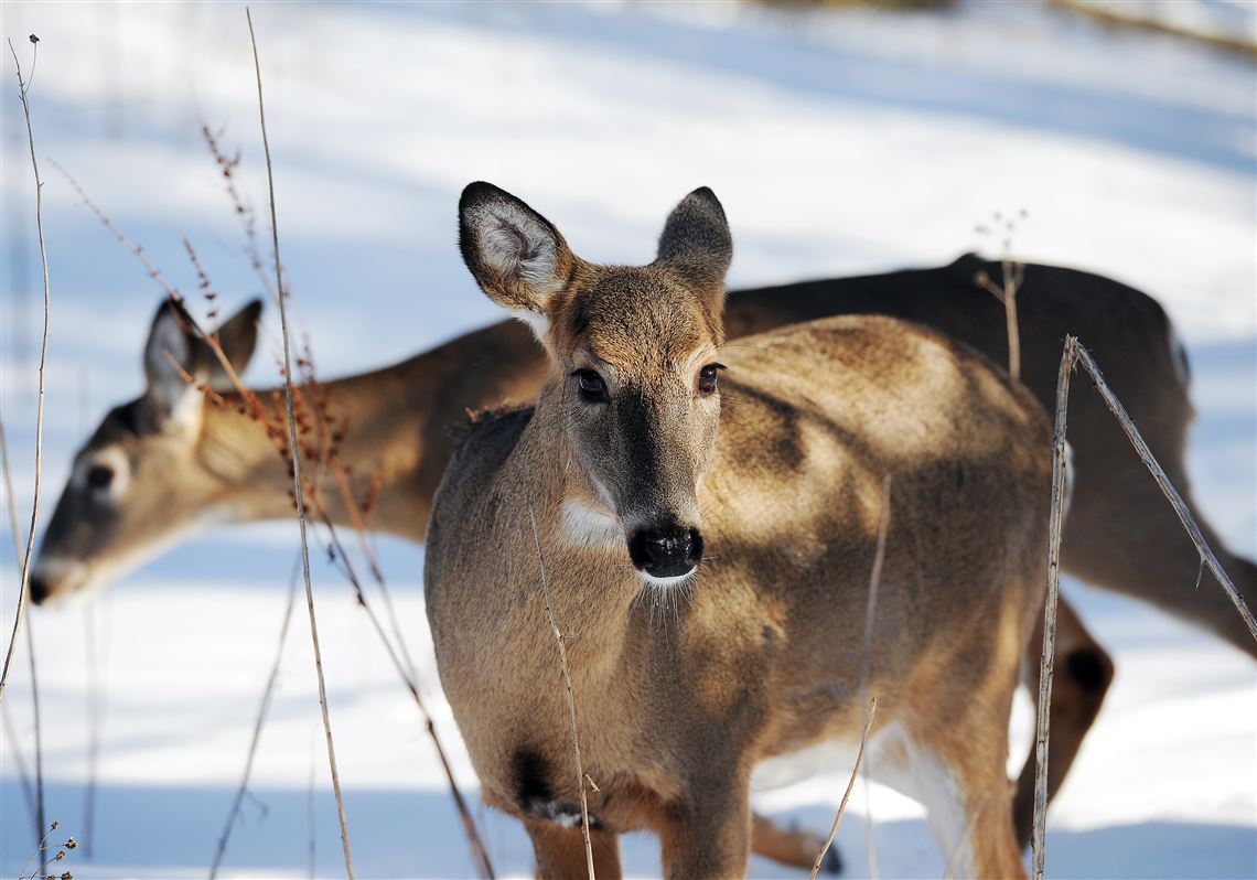 Finding a 'palatable answer' to deer overpopulation Pittsburgh Post