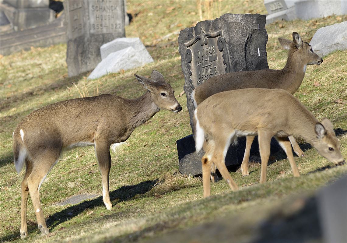 Deer graze in the Allegheny Cemetery, March 18, 2015.