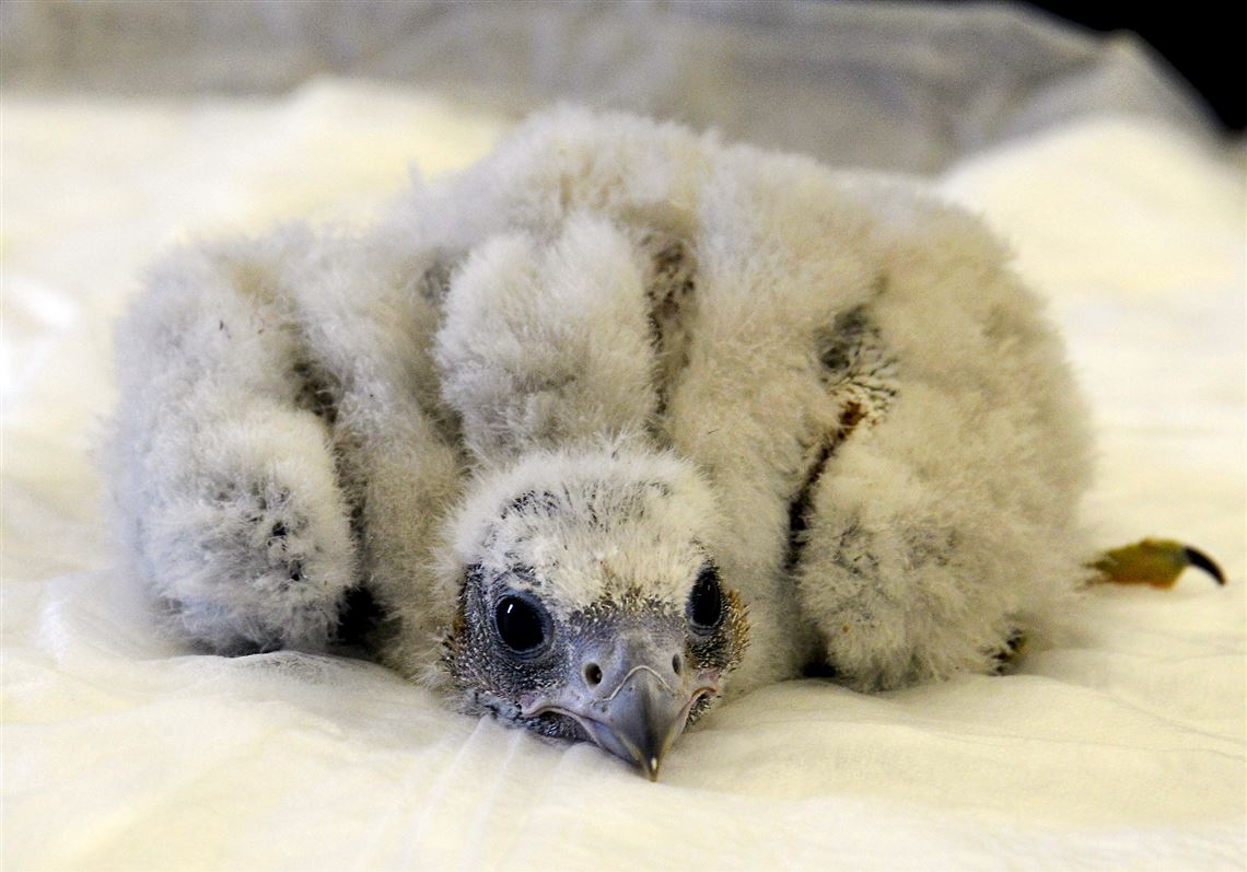 peregrine falcon babies