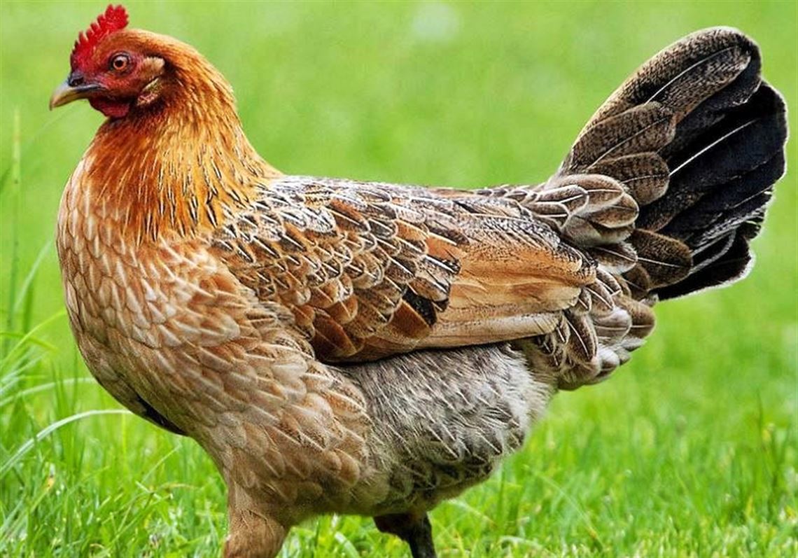 Let's talk about birds Chickens Pittsburgh PostGazette