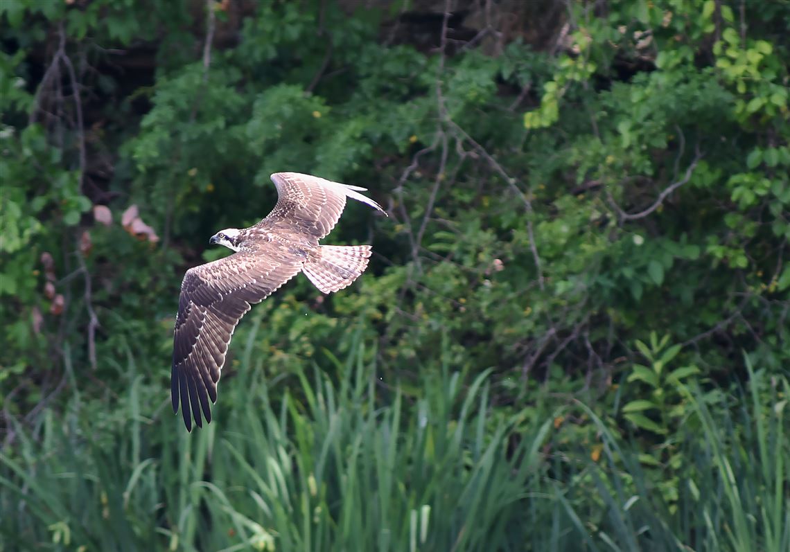 why are ospreys endangered