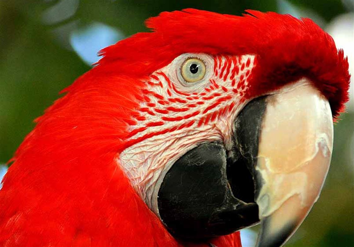 Let's talk about birds Nutcracker Pittsburgh PostGazette