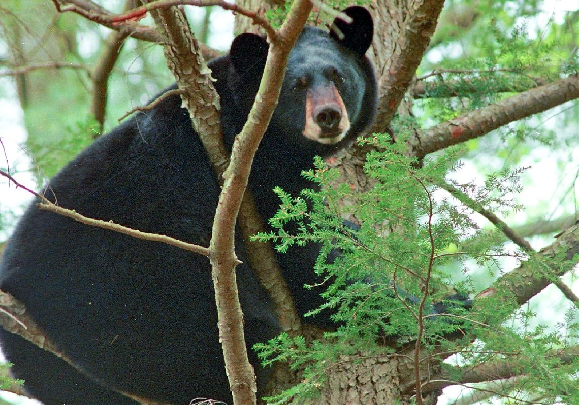 Here, there, everywhere a bear: Game Commission says population not a  problem | Pittsburgh Post-Gazette