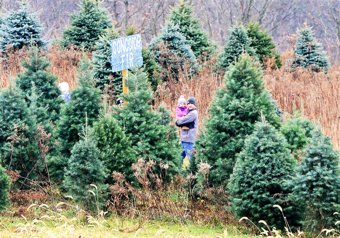 Wildlife Brushing up on your Christmas trees Pittsburgh PostGazette