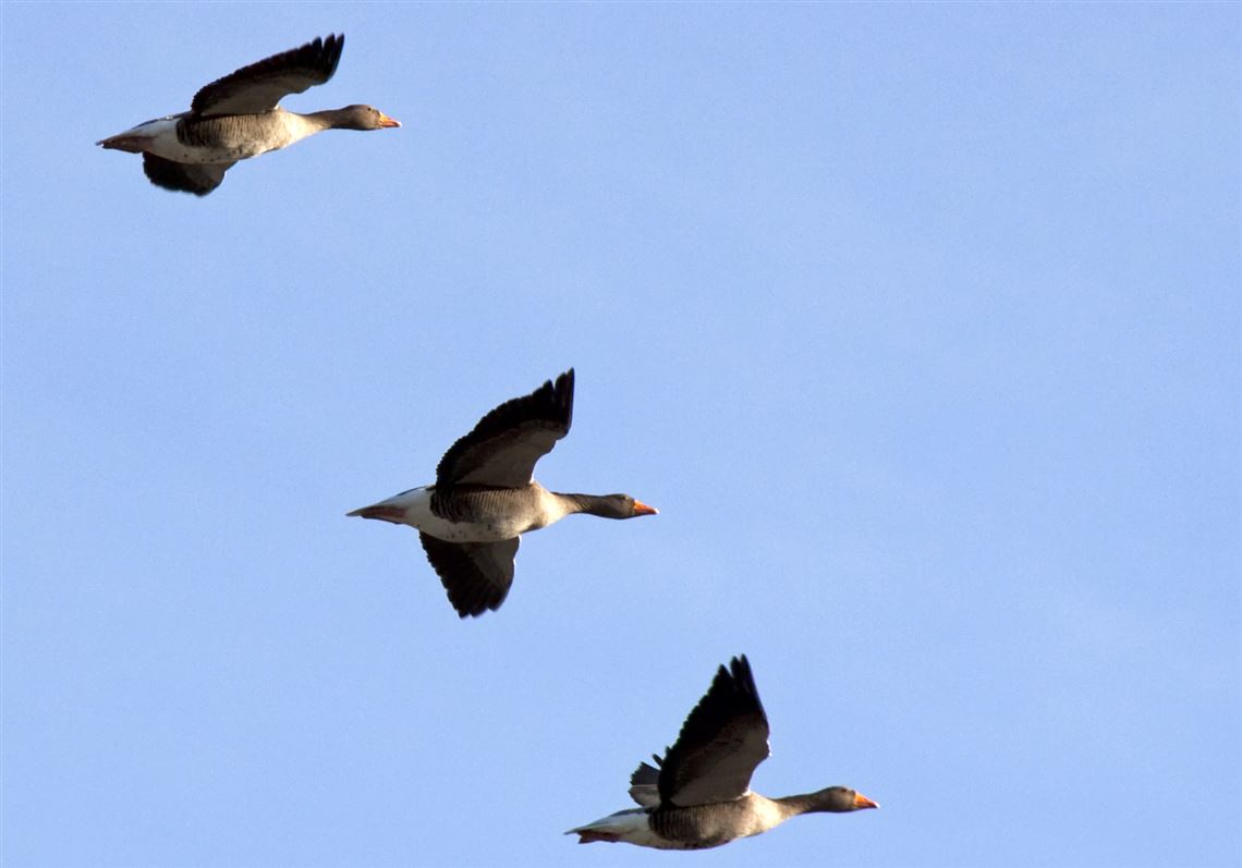 Birds migrate in groups, often flying for days without rest. 
