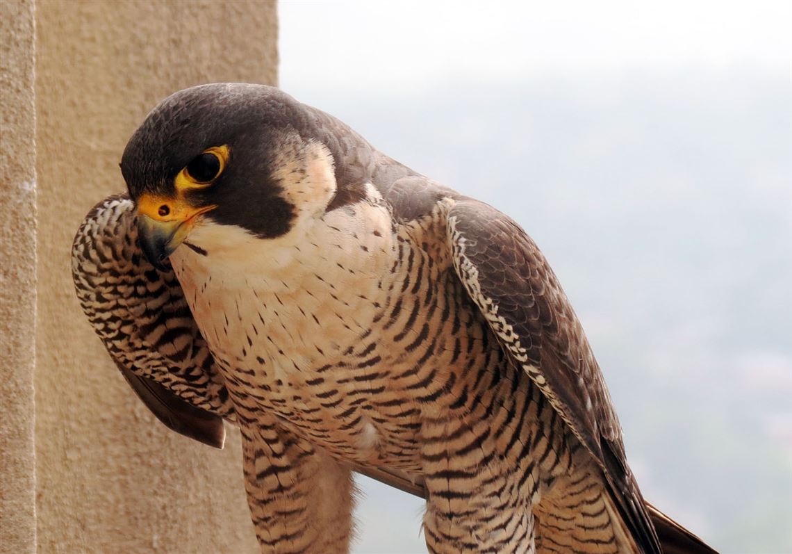 Let's talk about birds: Pittsburgh's peregrine parrots? | Pittsburgh