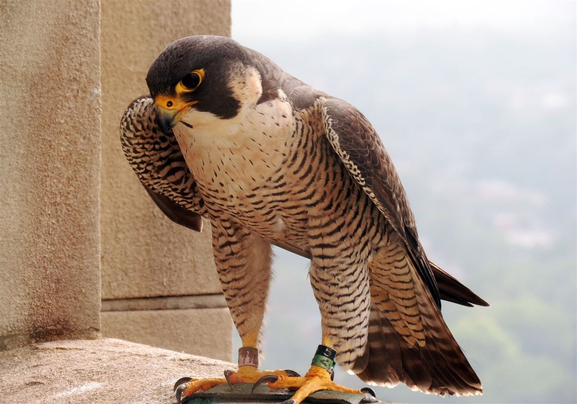 The remains of a familiar Capitol peregrine falcon found in Lincoln yard •  Nebraska Examiner