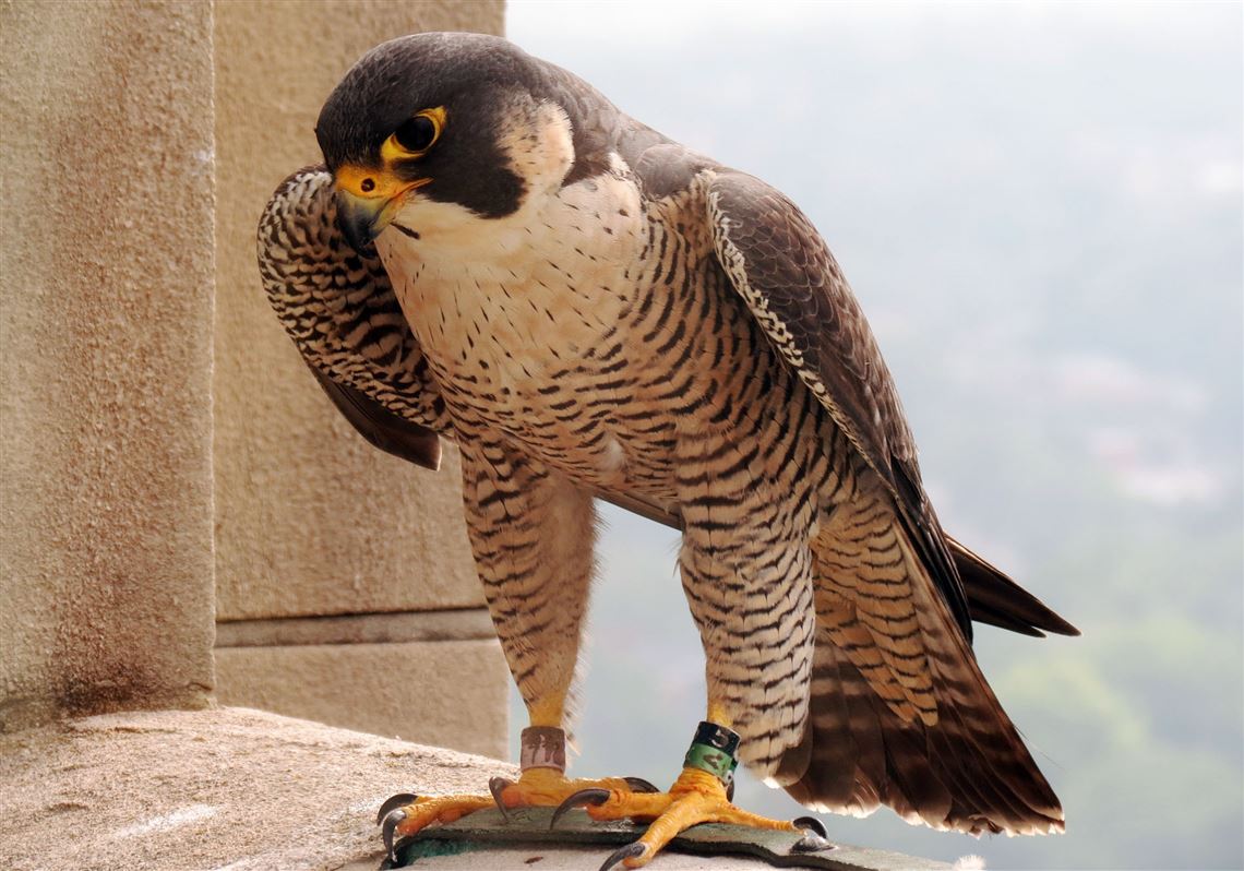 falcon peregrin