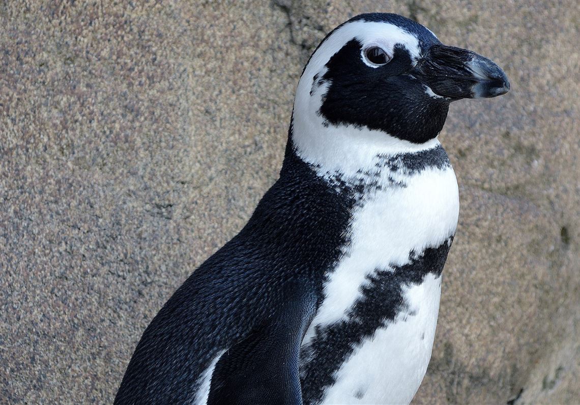 Let’s Talk About Birds Saving African penguins from extinction