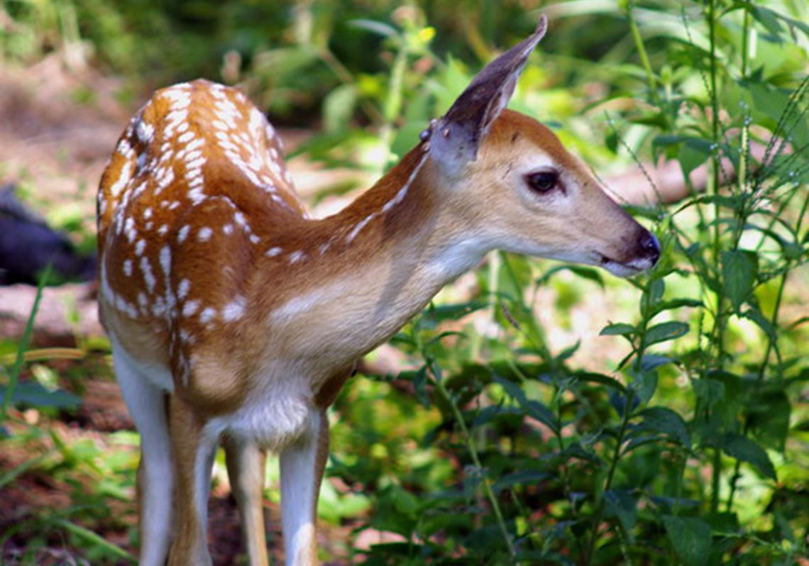 Let's talk about parks: Fawns | Pittsburgh Post-Gazette