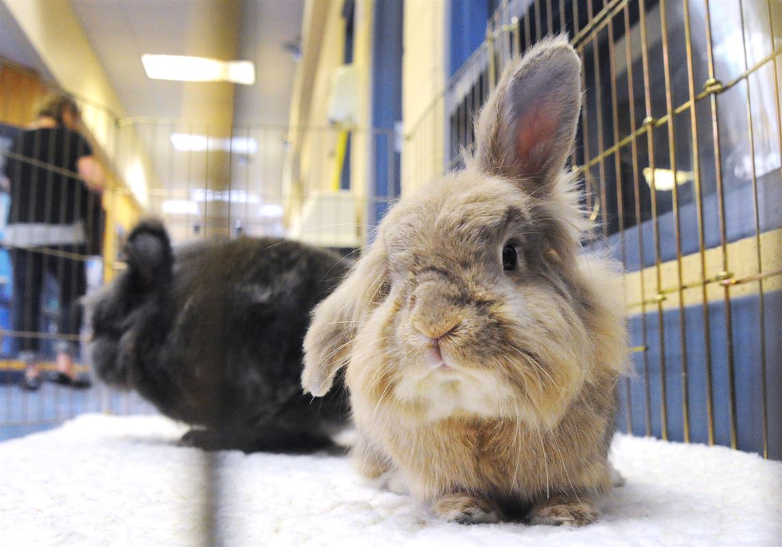rabbit humane society near me