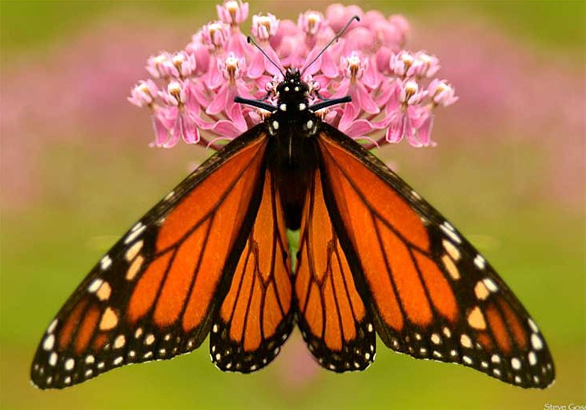 Let's talk about birds and butterflies Pittsburgh PostGazette