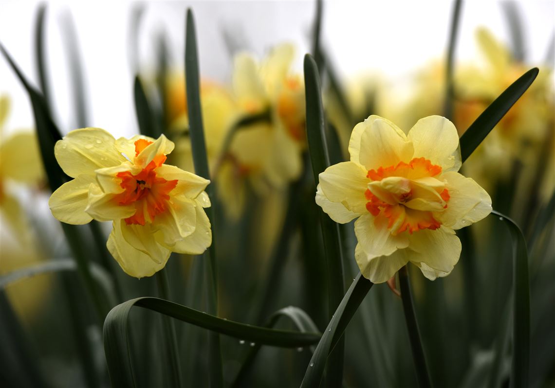 Weekend's expected to be cold, but the daffodils are safe Pittsburgh