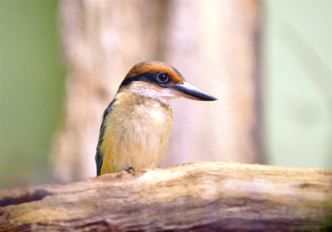 National Aviary breeds, hatches rare Guam kingfishers | Pittsburgh Post