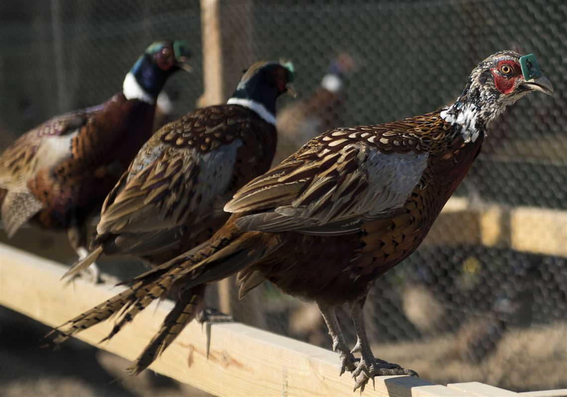 A Rare Bird Pheasant Farming Takes Time Money And Sunglasses Pittsburgh Post Gazette