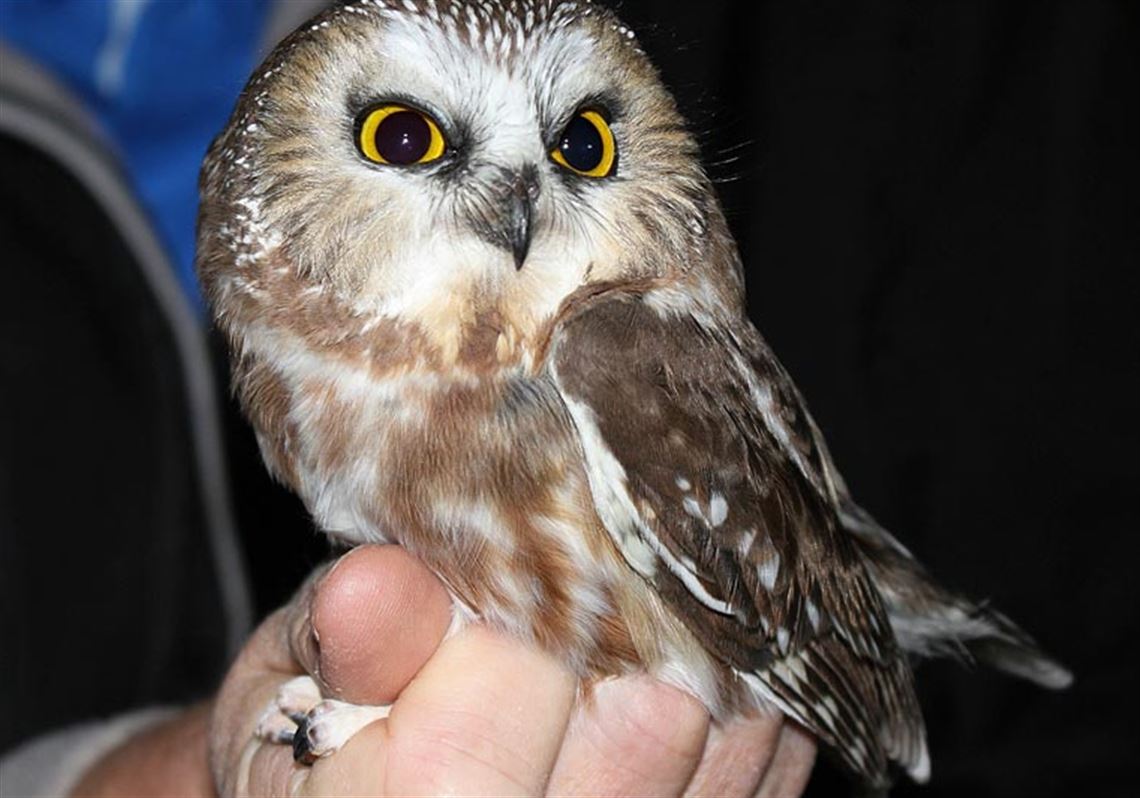 A Cold Night Out Waiting For The Cutest Owl In The World To Show Up Pittsburgh Post Gazette