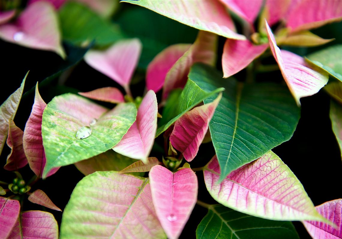 The ‘Nostalgia’ poinsettia at the Winter Flower Show at Phipps Conservatory and Botanical Gardens in Oakland.
