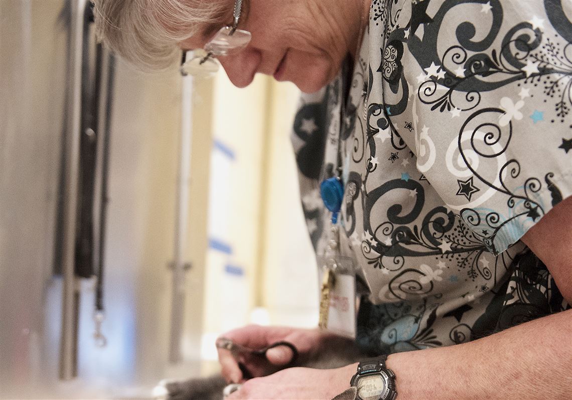 Virtuous gets a medical examination from Eleanor Miller after her transfer from the Humane Society of Greene County as a part of Animal Friends' New Year's Eve Rescue Tradition at Animal Friends in Ohio Township on Dec 30, 2016.
