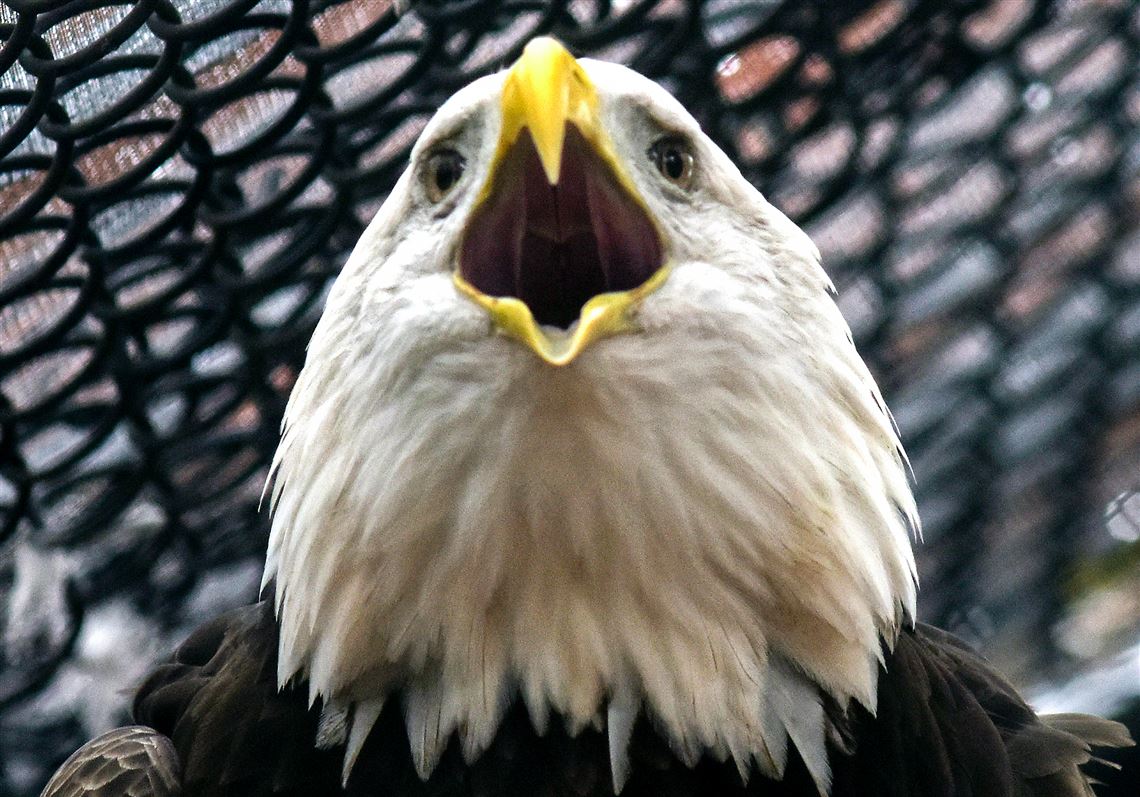 Pa. Game Commission investigates bald eagle death in Washington County