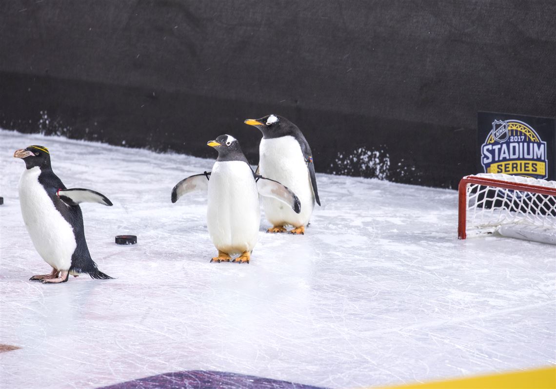 Stadium Series They let real, live penguins on the ice at Heinz Field Pittsburgh Post-Gazette