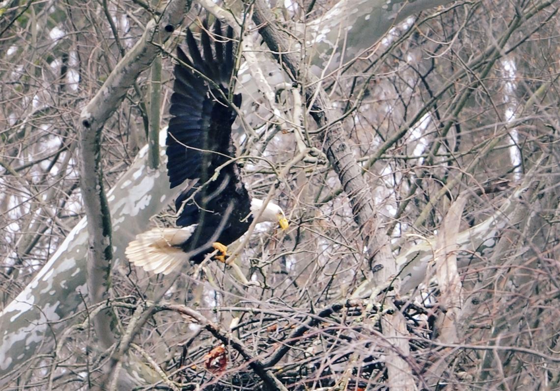 The eaglet has landed in Hays | Pittsburgh Post-Gazette