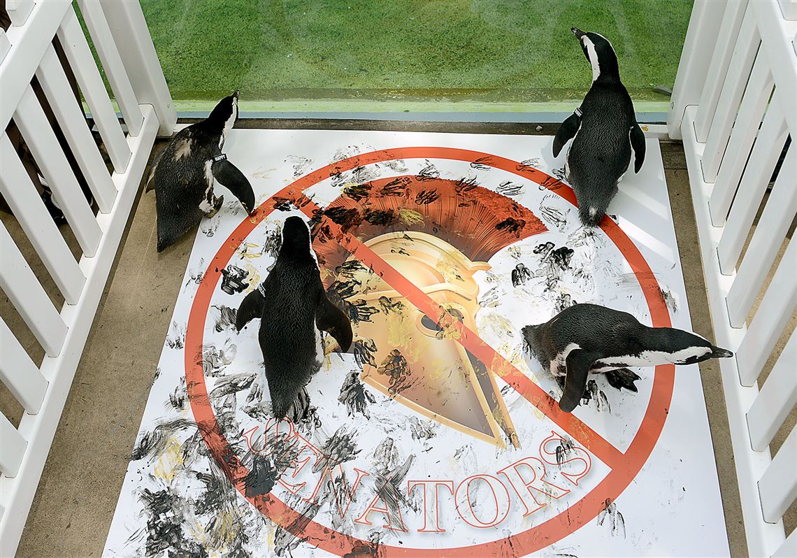 National Aviary penguins stomp over Senators logo Pittsburgh PostGazette