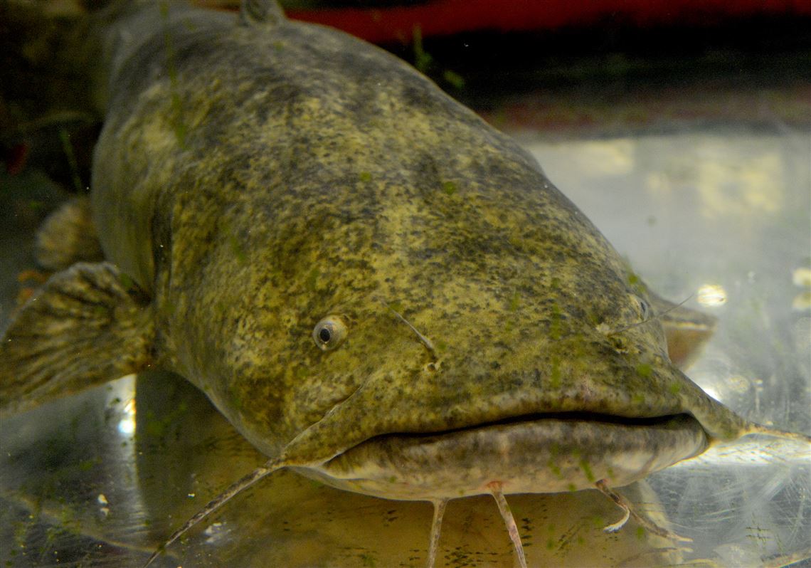 Winning name in catfish contest is not Subban's Breath or Carrie Underwater  but