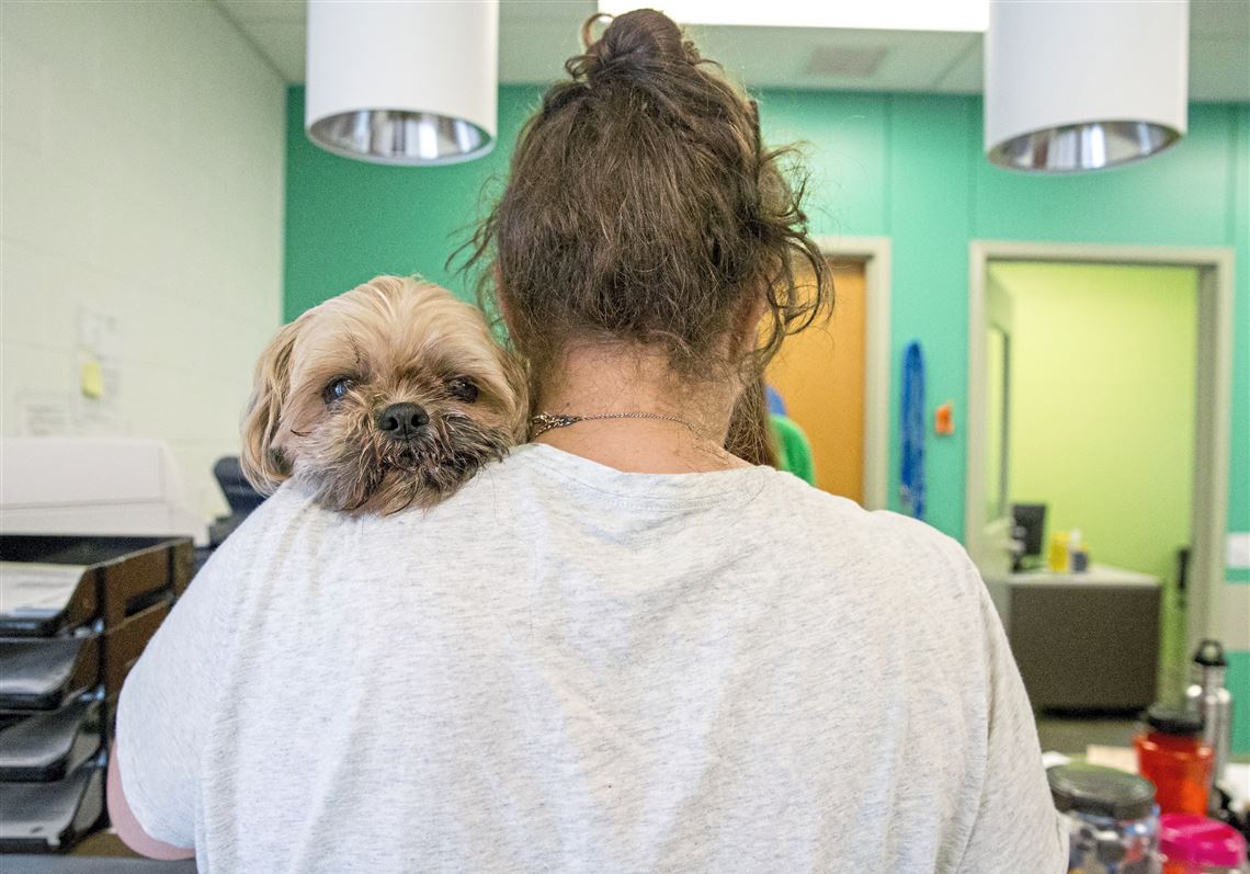 Lost dogs and happy endings at Humane Animal Rescue | Pittsburgh  Post-Gazette