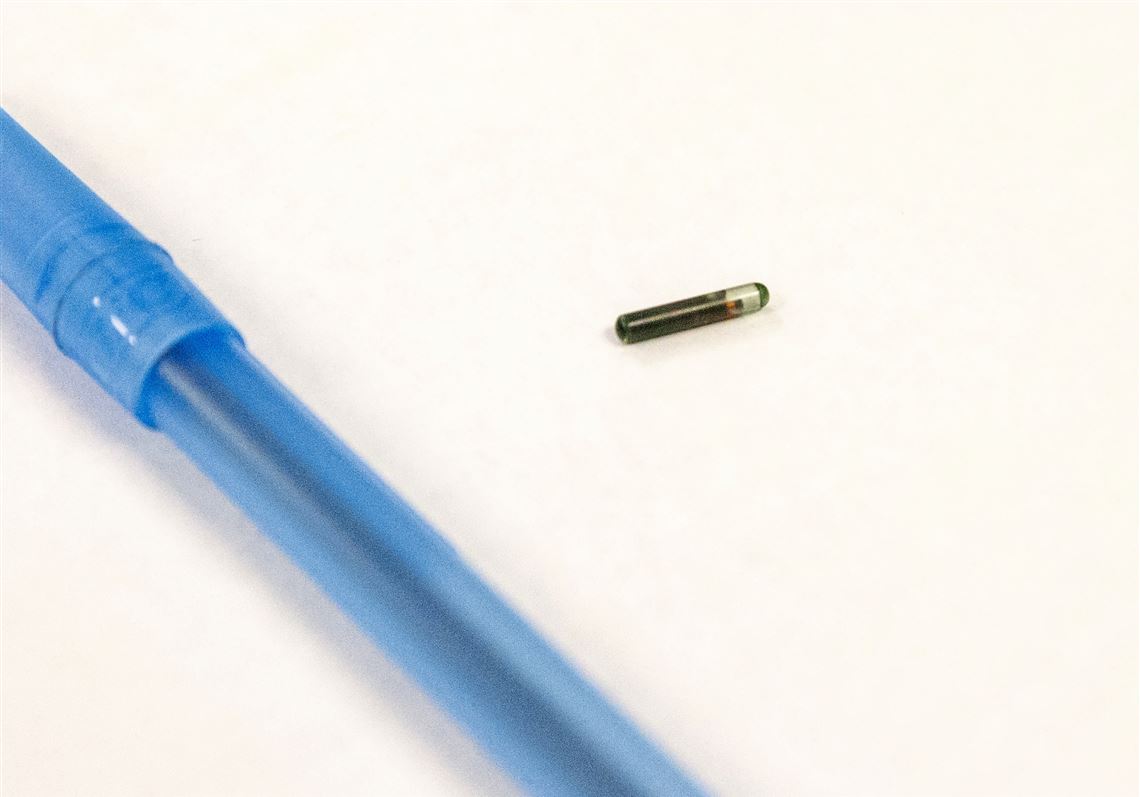 Dog missing 12 years from Florida found in Carnegie, to be reunited with owner