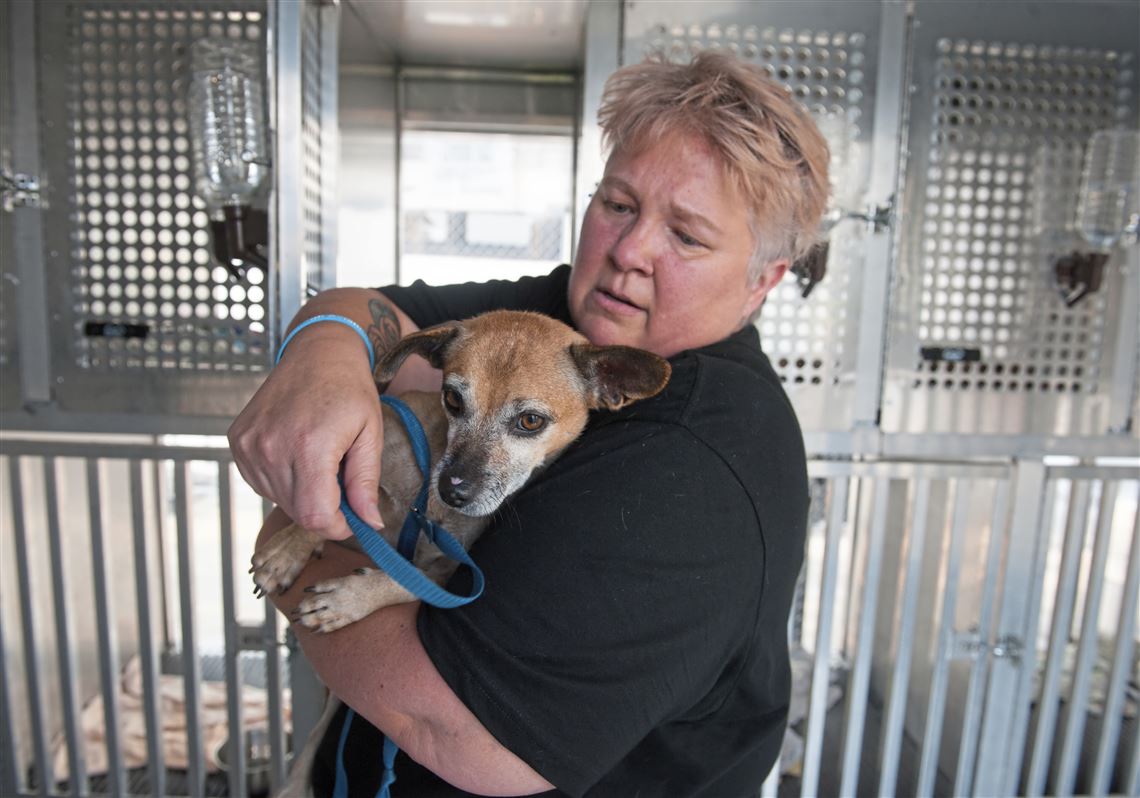 Pet Tales: WAARF, abandoned pets looking for generous animal lovers |  Pittsburgh Post-Gazette