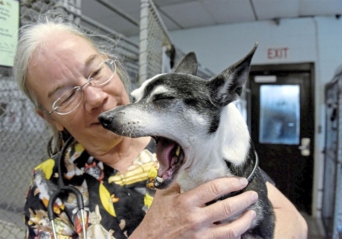 Pet Tales Animal Protectors going bigger for its residents