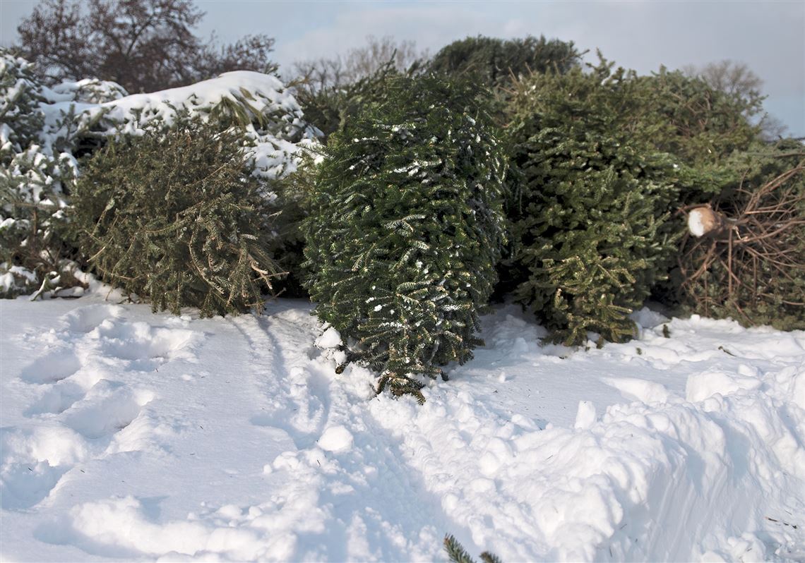 Pittsburgh expands recycling program for Christmas trees Pittsburgh