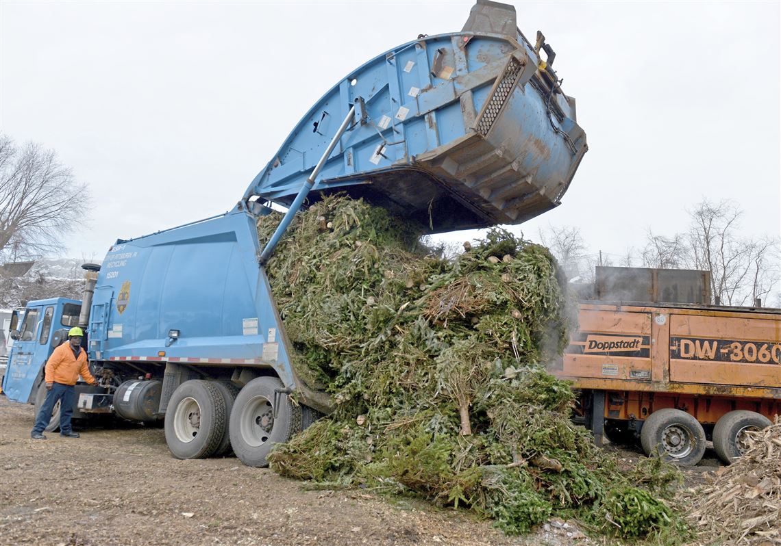 Brian O Neill The sweet smell of city Christmas tree recycling