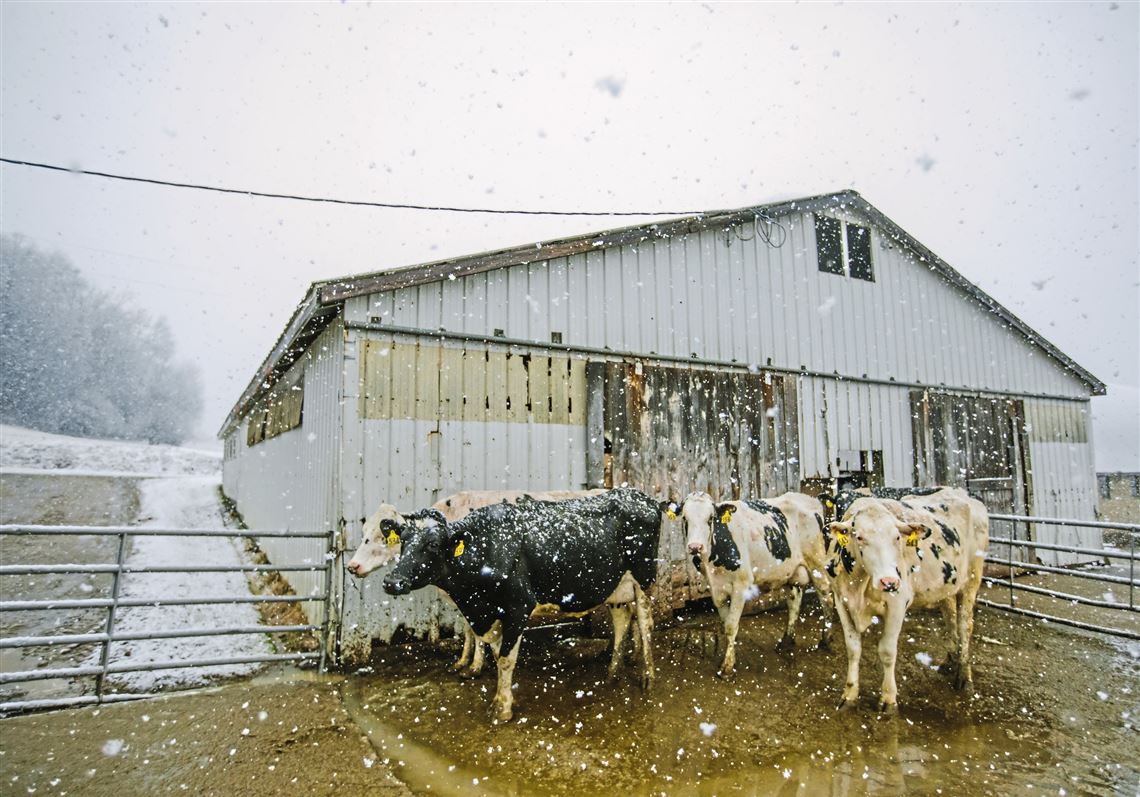 A Save For Dairy Farms: Pa. Agriculture Is An Asset To Preserve And ...