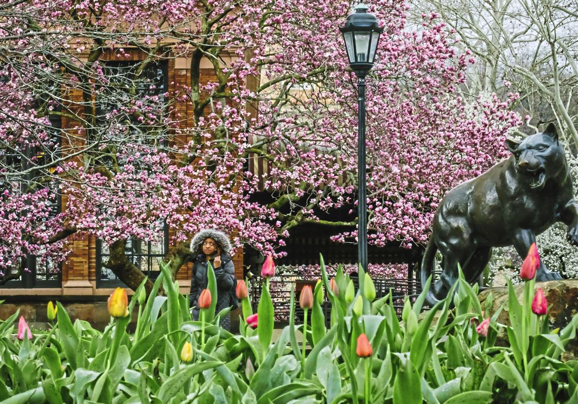 Pollen in Pittsburgh 5 tips to protect from attack of tree allergies