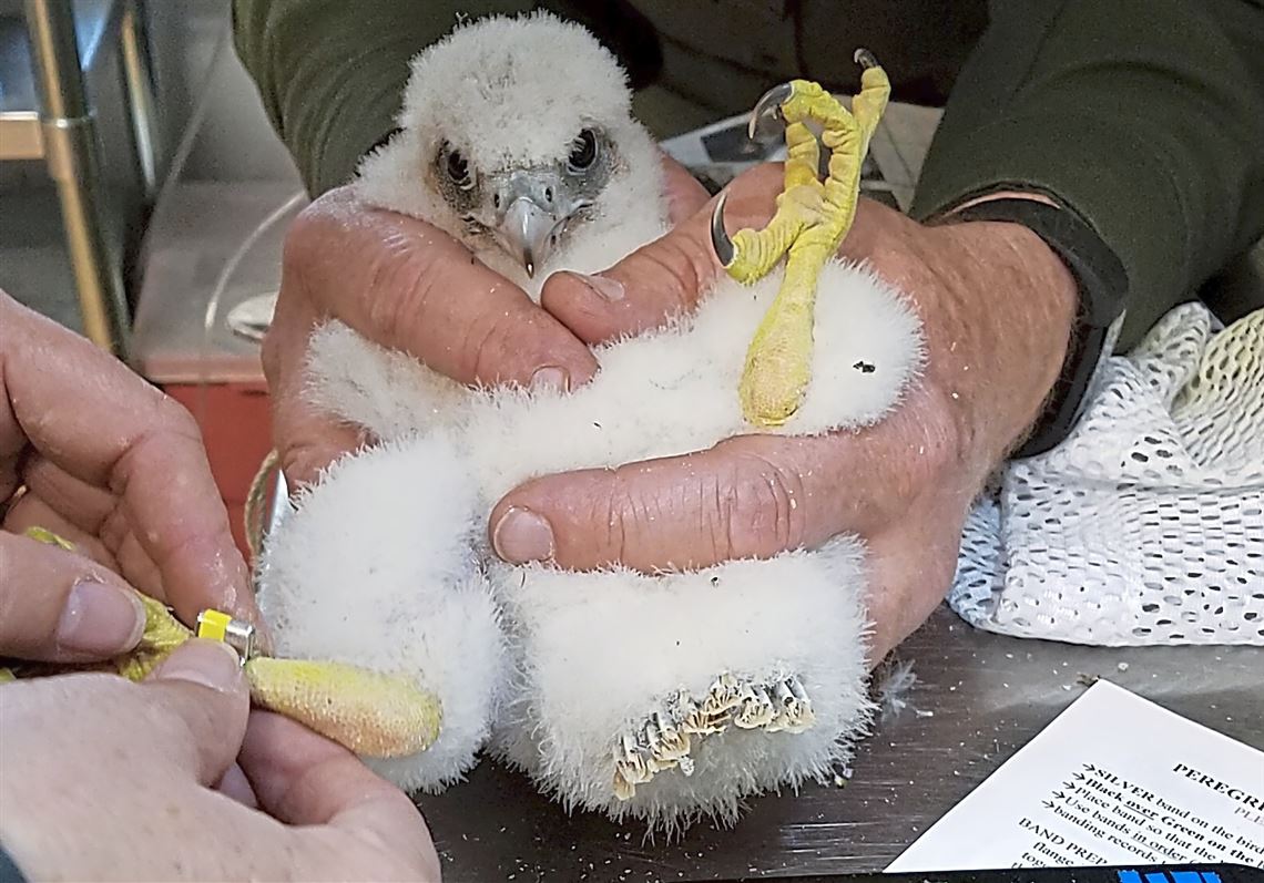 stuffed peregrine falcon