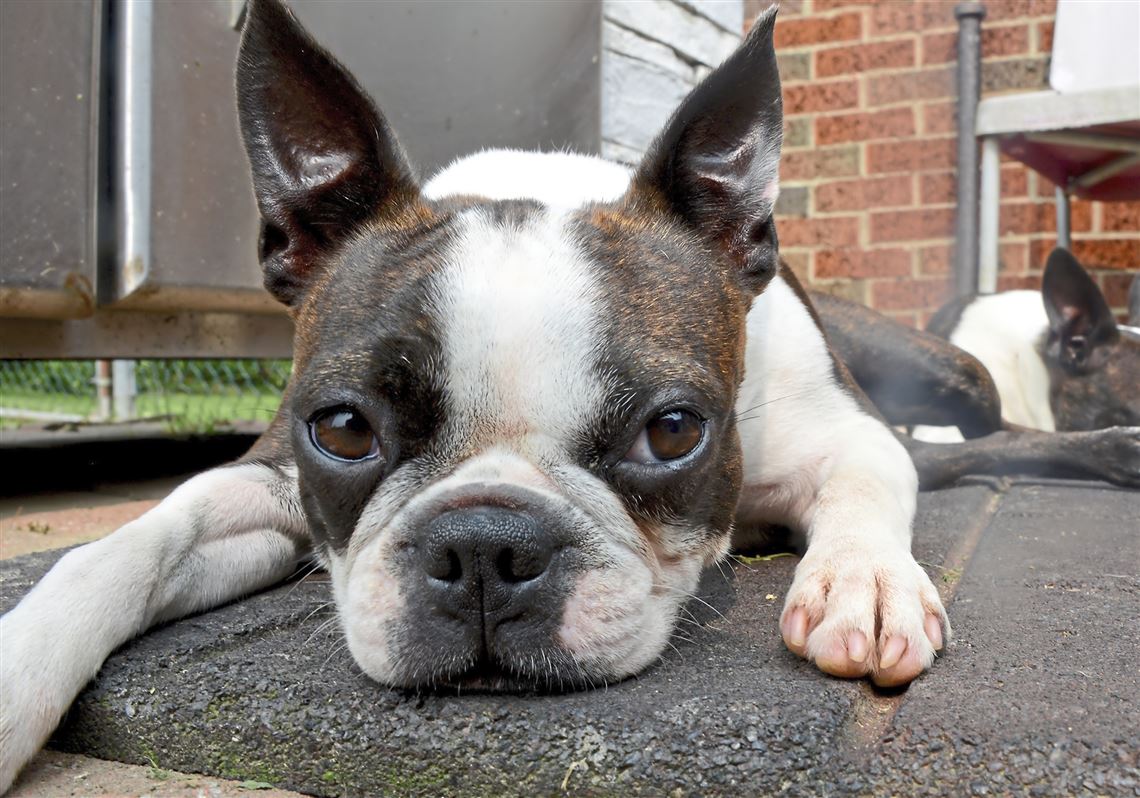 boston terrier health testing